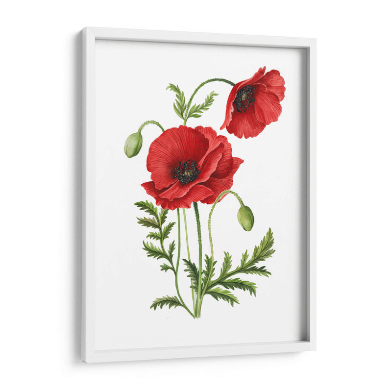 Amapola - Blanca Aurora | Cuadro decorativo de Canvas Lab