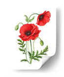 Amapola - Blanca Aurora | Cuadro decorativo de Canvas Lab