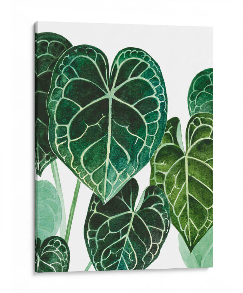 Anturio - Blanca Aurora | Cuadro decorativo de Canvas Lab
