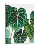 Anturio - Blanca Aurora | Cuadro decorativo de Canvas Lab