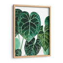 Anturio - Blanca Aurora | Cuadro decorativo de Canvas Lab