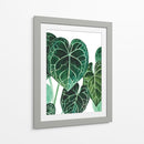 Anturio - Blanca Aurora | Cuadro decorativo de Canvas Lab