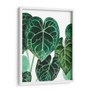 Anturio - Blanca Aurora | Cuadro decorativo de Canvas Lab