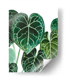 Anturio - Blanca Aurora | Cuadro decorativo de Canvas Lab