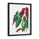 Begonia - Blanca Aurora | Cuadro decorativo de Canvas Lab