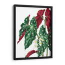Begonia - Blanca Aurora | Cuadro decorativo de Canvas Lab