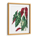 Begonia - Blanca Aurora | Cuadro decorativo de Canvas Lab