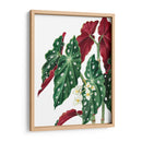 Begonia - Blanca Aurora | Cuadro decorativo de Canvas Lab