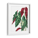 Begonia - Blanca Aurora | Cuadro decorativo de Canvas Lab