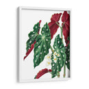 Begonia - Blanca Aurora | Cuadro decorativo de Canvas Lab
