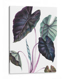 Black Magic - Blanca Aurora | Cuadro decorativo de Canvas Lab