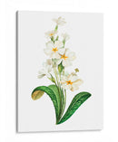 Buttercup - Blanca Aurora | Cuadro decorativo de Canvas Lab