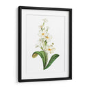 Buttercup - Blanca Aurora | Cuadro decorativo de Canvas Lab