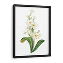 Buttercup - Blanca Aurora | Cuadro decorativo de Canvas Lab