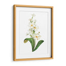 Buttercup - Blanca Aurora | Cuadro decorativo de Canvas Lab