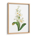 Buttercup - Blanca Aurora | Cuadro decorativo de Canvas Lab