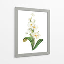 Buttercup - Blanca Aurora | Cuadro decorativo de Canvas Lab