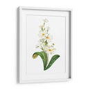 Buttercup - Blanca Aurora | Cuadro decorativo de Canvas Lab