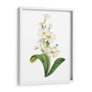 Buttercup - Blanca Aurora | Cuadro decorativo de Canvas Lab