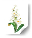 Buttercup - Blanca Aurora | Cuadro decorativo de Canvas Lab