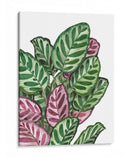 Calathea makoyana - Blanca Aurora | Cuadro decorativo de Canvas Lab
