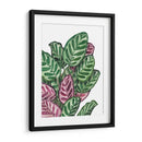 Calathea makoyana - Blanca Aurora | Cuadro decorativo de Canvas Lab