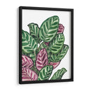 Calathea makoyana - Blanca Aurora | Cuadro decorativo de Canvas Lab