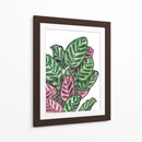 Calathea makoyana - Blanca Aurora | Cuadro decorativo de Canvas Lab