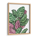 Calathea makoyana - Blanca Aurora | Cuadro decorativo de Canvas Lab