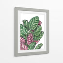 Calathea makoyana - Blanca Aurora | Cuadro decorativo de Canvas Lab