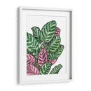 Calathea makoyana - Blanca Aurora | Cuadro decorativo de Canvas Lab