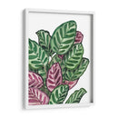 Calathea makoyana - Blanca Aurora | Cuadro decorativo de Canvas Lab