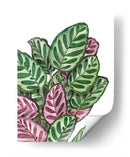 Calathea makoyana - Blanca Aurora | Cuadro decorativo de Canvas Lab