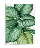 Calathea orbifolia - Blanca Aurora | Cuadro decorativo de Canvas Lab