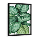 Calathea orbifolia - Blanca Aurora | Cuadro decorativo de Canvas Lab