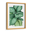 Calathea orbifolia - Blanca Aurora | Cuadro decorativo de Canvas Lab