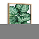 Calathea orbifolia - Blanca Aurora | Cuadro decorativo de Canvas Lab