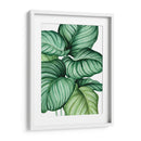 Calathea orbifolia - Blanca Aurora | Cuadro decorativo de Canvas Lab