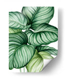 Calathea orbifolia - Blanca Aurora | Cuadro decorativo de Canvas Lab