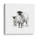Estudio De Ovejas De Carbón - Ethan Harper | Cuadro decorativo de Canvas Lab