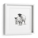 Estudio De Ovejas De Carbón - Ethan Harper | Cuadro decorativo de Canvas Lab
