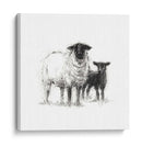 Estudio De Ovejas De Carbón Ii - Ethan Harper | Cuadro decorativo de Canvas Lab