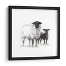 Estudio De Ovejas De Carbón Ii - Ethan Harper | Cuadro decorativo de Canvas Lab