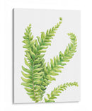 Helecho - Blanca Aurora | Cuadro decorativo de Canvas Lab