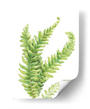 Helecho - Blanca Aurora | Cuadro decorativo de Canvas Lab