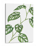Monstera adansonii - Blanca Aurora | Cuadro decorativo de Canvas Lab