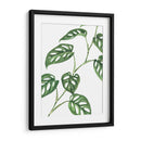 Monstera adansonii - Blanca Aurora | Cuadro decorativo de Canvas Lab