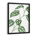 Monstera adansonii - Blanca Aurora | Cuadro decorativo de Canvas Lab