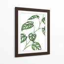 Monstera adansonii - Blanca Aurora | Cuadro decorativo de Canvas Lab