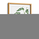 Monstera adansonii - Blanca Aurora | Cuadro decorativo de Canvas Lab